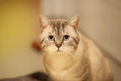 Fenchel, male young European Shorthair for adoption at Kreistierheim Böblingen