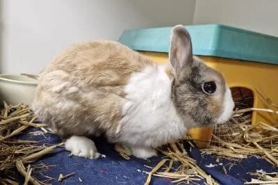 Elpis, male 3yo mixed breed for adoption at Kreistierheim Böblingen