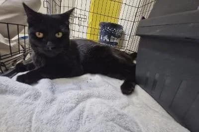 Midna, female young European Shorthair for adoption at Kreistierheim Böblingen