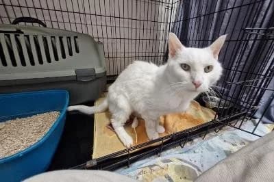 Spargel, male senior European Shorthair for adoption at Kreistierheim Böblingen