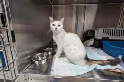 Sofia, female European Shorthair for adoption at Kreistierheim Böblingen