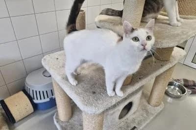Sofia, female young European Shorthair for adoption at Kreistierheim Böblingen