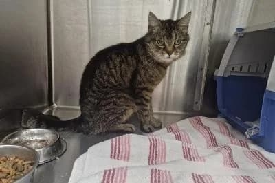 Bianca, female European Shorthair for adoption at Kreistierheim Böblingen