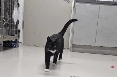 Mateo, male European Shorthair for adoption at Kreistierheim Böblingen