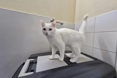 Honda, female European Shorthair for adoption at Kreistierheim Böblingen