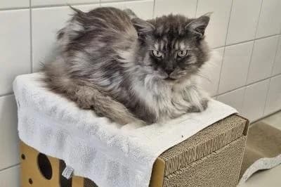Wario, male 5yo mixed breed for adoption at Kreistierheim Böblingen