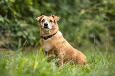 Elli, female senior Mixed Breed for adoption at Kreistierheim Böblingen