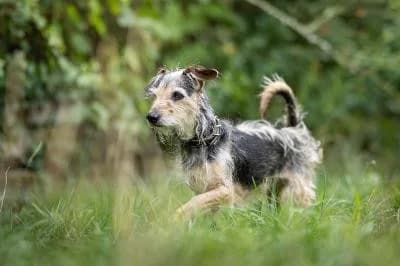 Fussel, male senior Dachshund for adoption at Kreistierheim Böblingen