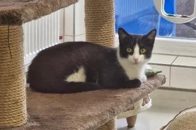 Coconut, female European Shorthair for adoption at Kreistierheim Böblingen