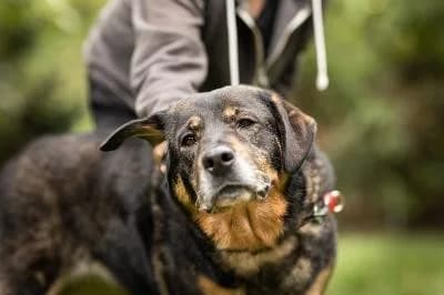 Gia, female senior Rottweiler for adoption at Kreistierheim Böblingen