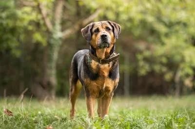 Brie, female Rottweiler for adoption at Kreistierheim Böblingen