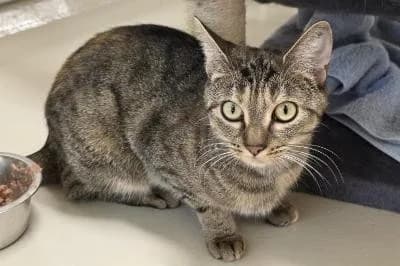 Rhea, female young European Shorthair for adoption at Kreistierheim Böblingen