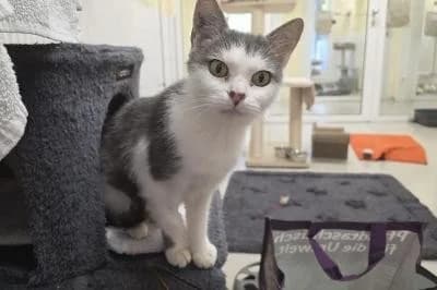 Amaretti, female senior European Shorthair for adoption at Kreistierheim Böblingen