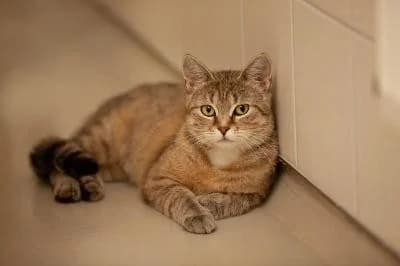 Valtra, European Shorthair for adoption at Kreistierheim Böblingen