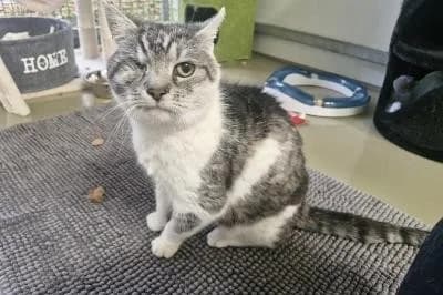 Quarz, male senior European Shorthair for adoption at Kreistierheim Böblingen