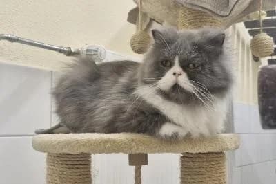 Star, female 5yo Persian for adoption at Kreistierheim Böblingen