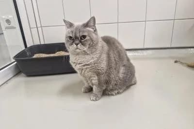 Dolce Vita, female 7yo British Shorthair for adoption at Kreistierheim Böblingen