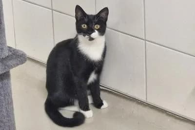 Crown, female puppy European Shorthair for adoption at Kreistierheim Böblingen