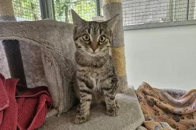Alessia, female puppy European Shorthair for adoption at Kreistierheim Böblingen