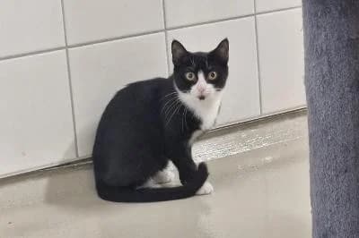Hummer, female puppy European Shorthair for adoption at Kreistierheim Böblingen