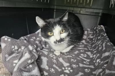 Doolittle, male senior European Shorthair for adoption at Kreistierheim Böblingen