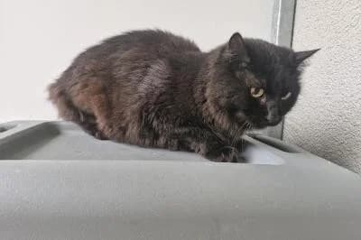 Dylan, male senior European Shorthair for adoption at Kreistierheim Böblingen