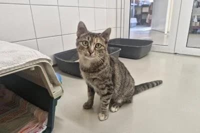 Gioia, female 3yo European Shorthair for adoption at Kreistierheim Böblingen