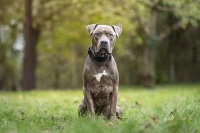 Rock, male 5yo American Bully for adoption at Kreistierheim Böblingen