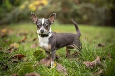 Miu, female senior Chihuahua for adoption at Kreistierheim Böblingen