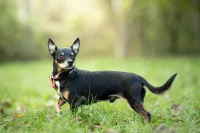 Pele, male 7yo Chihuahua for adoption at Kreistierheim Böblingen