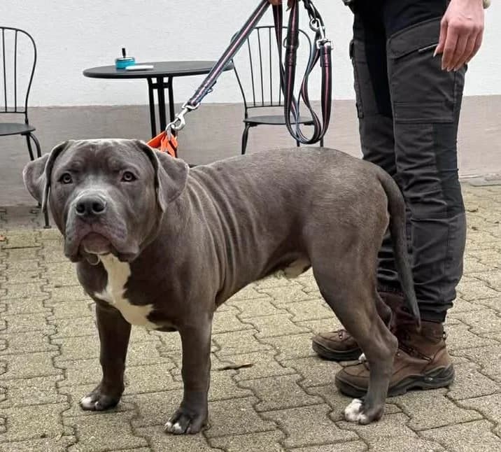 Brutus, puppy Mixed Breed for adoption at Kreistierheim Freudenstadt