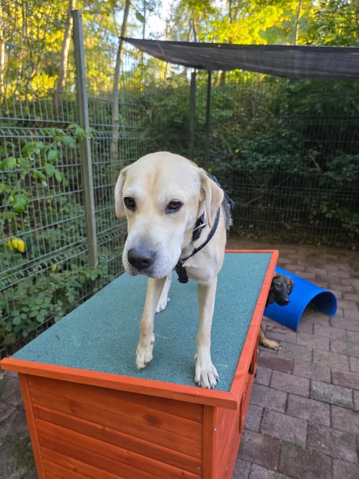 Menja, puppy Mixed Breed for adoption at Kreistierheim Freudenstadt