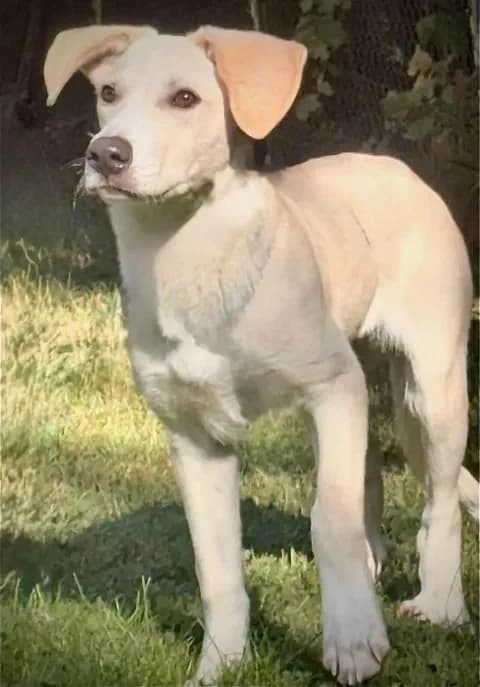 Tudor, puppy Mixed Breed for adoption at Kreistierheim Freudenstadt