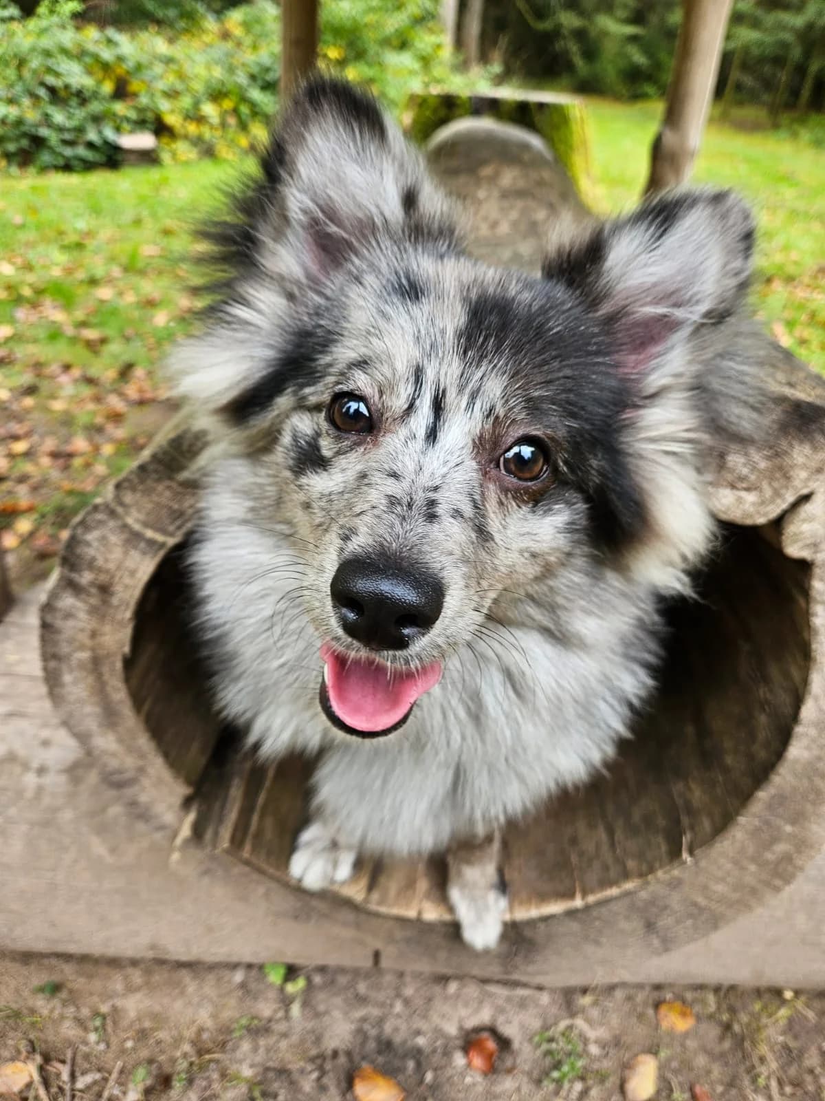 Valentino, young Mixed Breed for adoption at Kreistierheim Freudenstadt