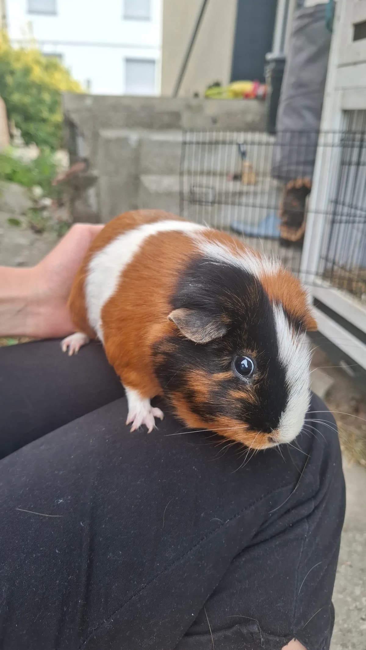 Vermittlungshilfe 3 Meerschweinchen Brüder, rot 6yo Mixed Breed for adoption at Kreistierheim Freudenstadt