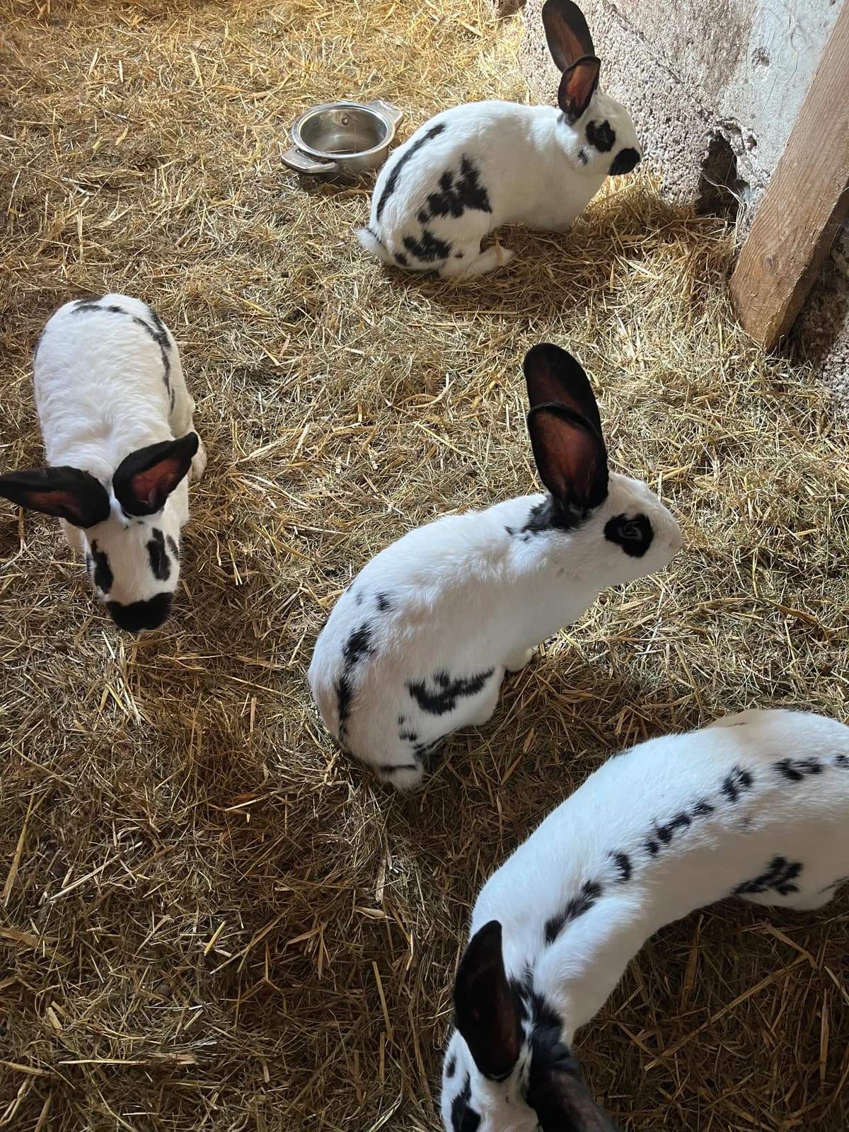 Vermittlungshilfe! 4 Hasendamen, puppy Mixed Breed for adoption at Kreistierheim Freudenstadt