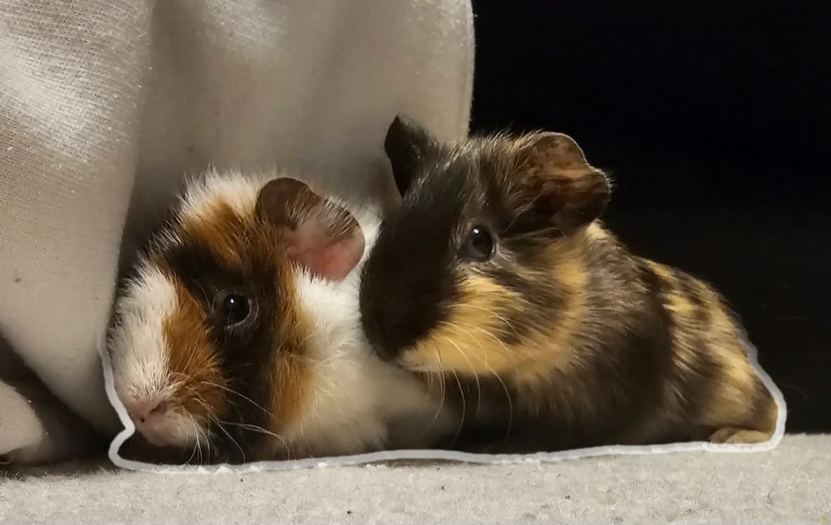 Vermittlungshilfe Flauschi & Wuschel, young Mixed Breed for adoption at Kreistierheim Freudenstadt