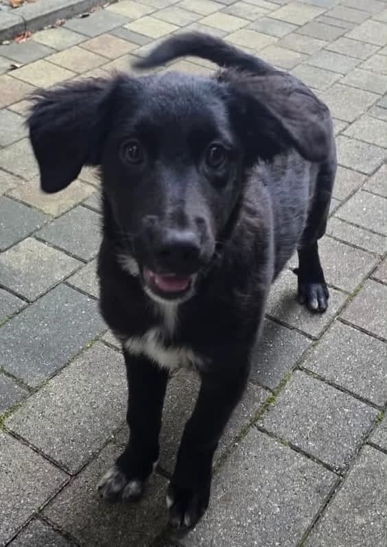 Welpe Renata, puppy mixed breed for adoption at Kreistierheim Freudenstadt
