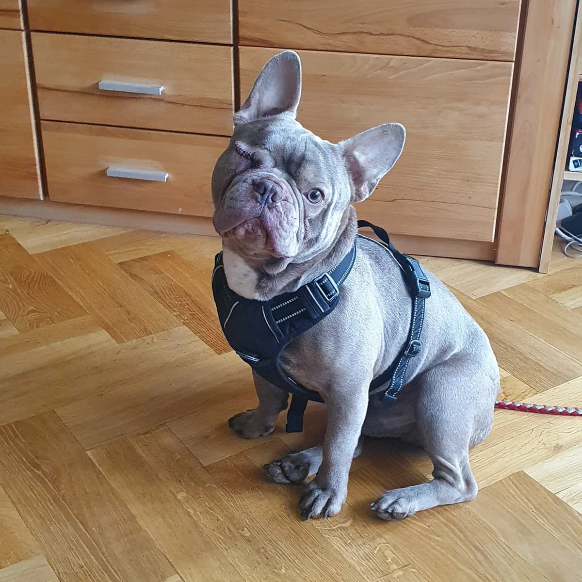 Ares, male French Bulldog for adoption at Kreistierschutzverein Heidenheim