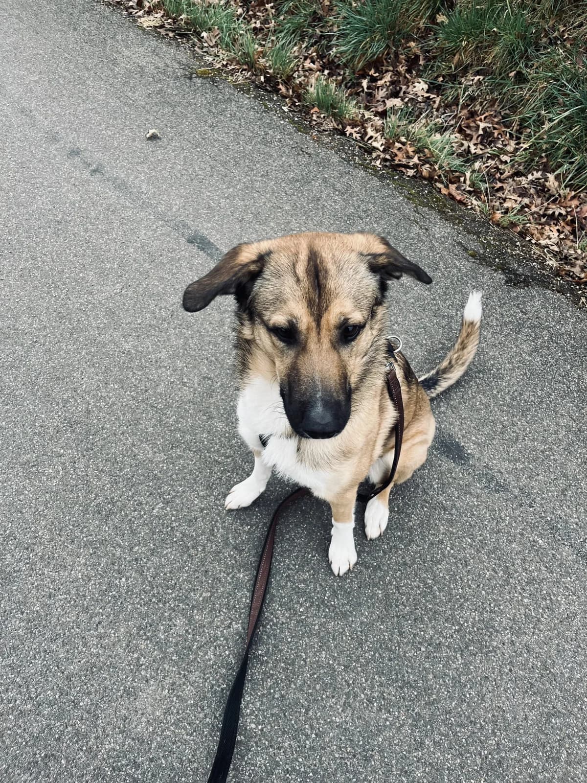 Carlo, Mixed Breed for adoption at Kreistierschutzverein Heidenheim