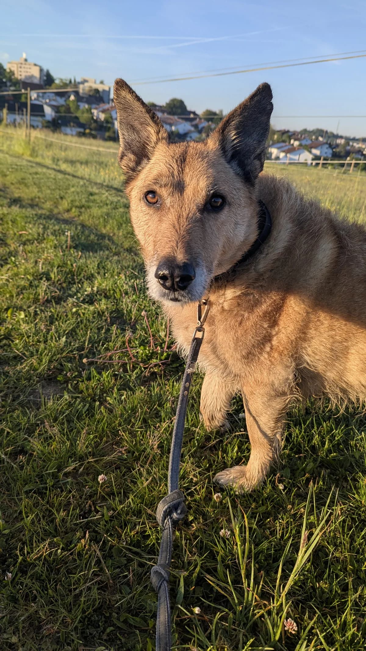 Dave, German Shepherd for adoption at Kreistierschutzverein Heidenheim