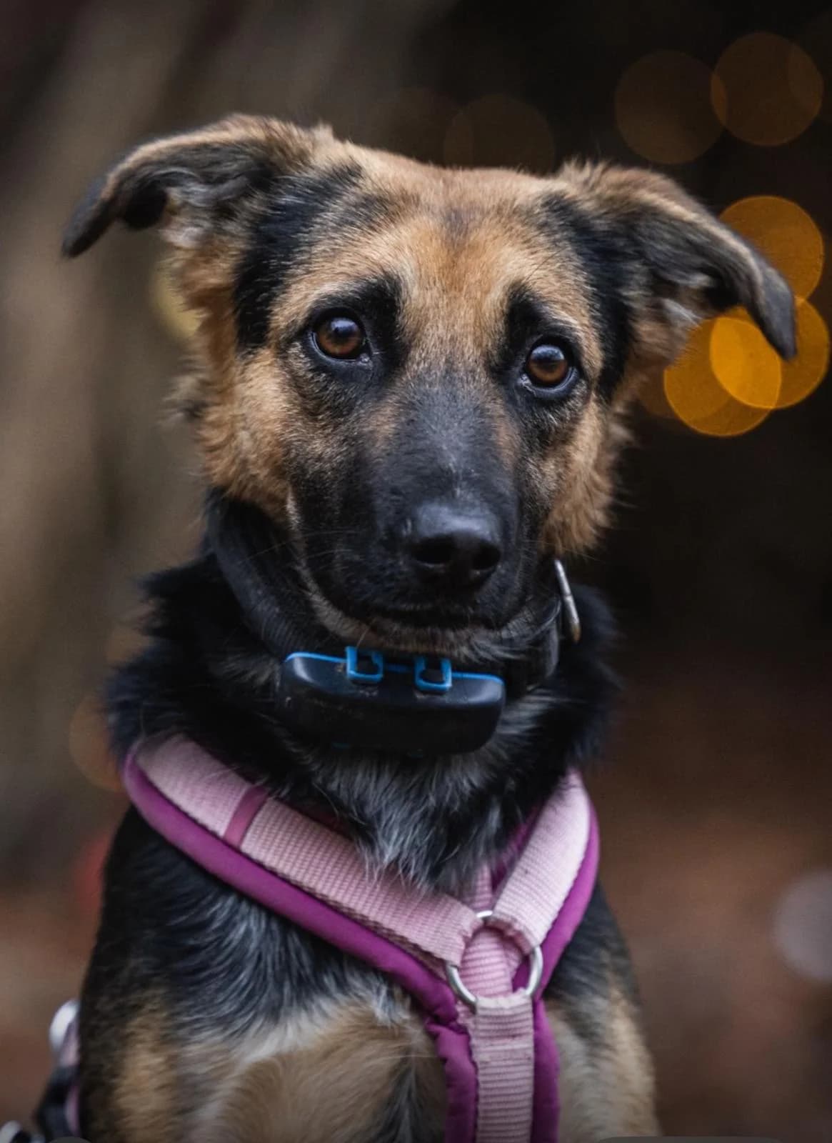 Elize, female Mixed Breed for adoption at Kreistierschutzverein Heidenheim