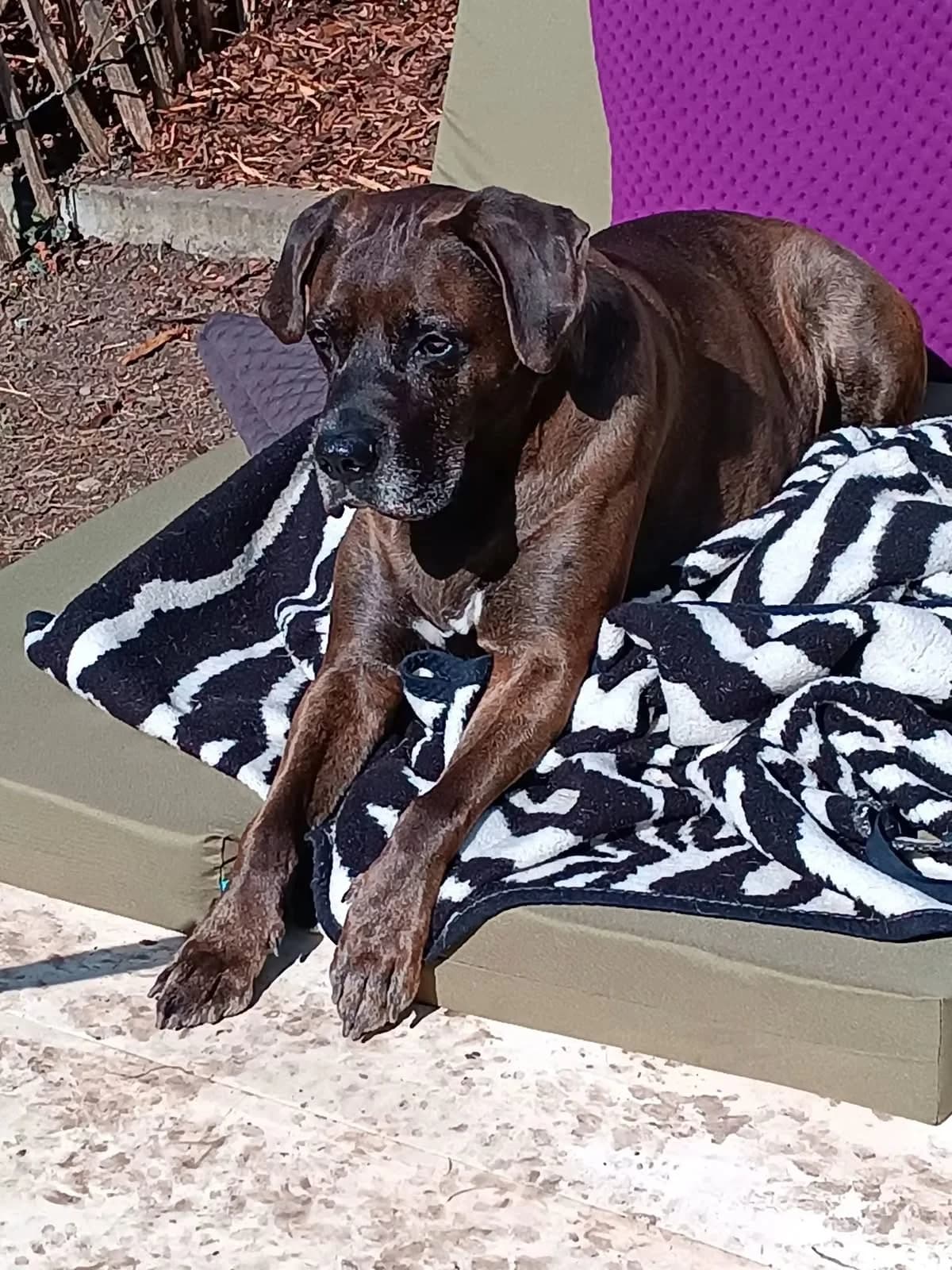 Kenia, female senior Labrador Retriever for adoption at Kreistierschutzverein Heidenheim