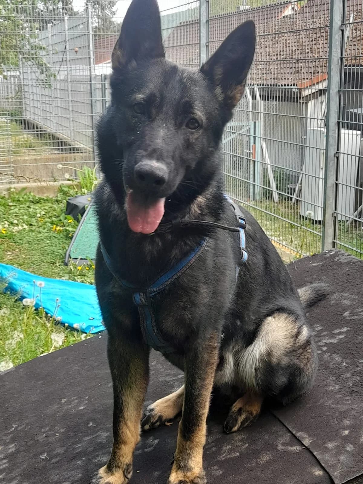 Konrad, male young German Shepherd for adoption at Kreistierschutzverein Heidenheim