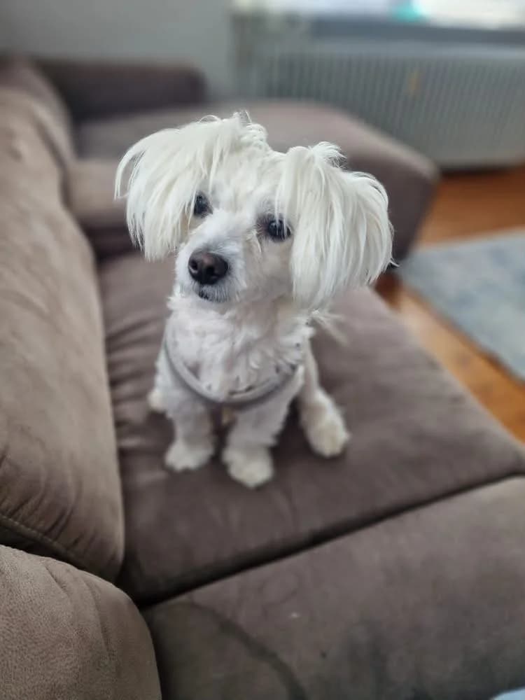 Loki, young Maltese for adoption at Kreistierschutzverein Heidenheim