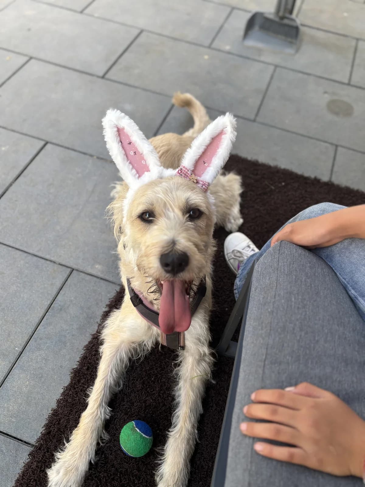 Nala, senior German Shepherd for adoption at Kreistierschutzverein Heidenheim