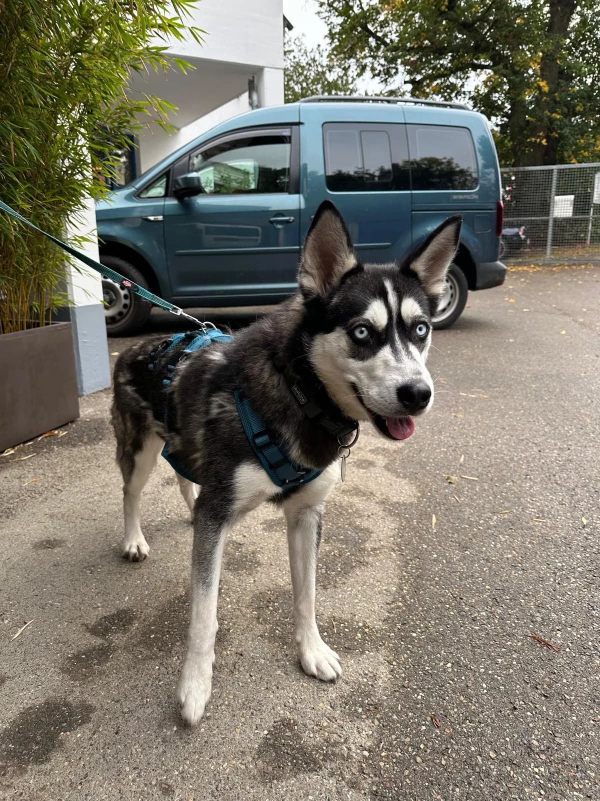 Sky, female young Husky for adoption at Kreistierschutzverein Heidenheim