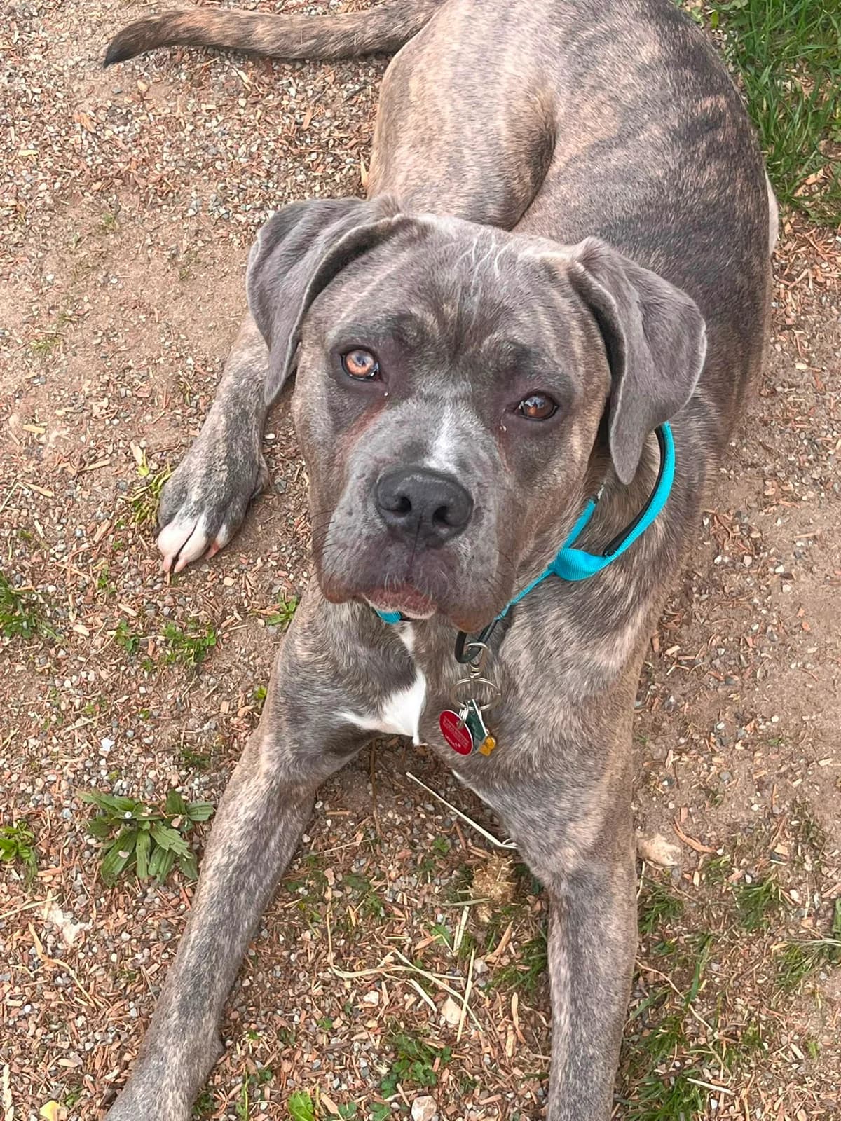 Sura, female Cane Corso for adoption at Kreistierschutzverein Heidenheim