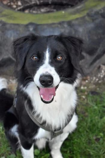 Anton, Mixed Breed for adoption at Kreistierschutzverein Heidenheim, Heidenheim an der Brenz
