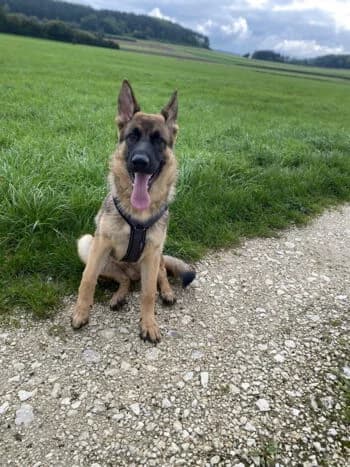 Aro, Mixed Breed for adoption at Kreistierschutzverein Heidenheim, Heidenheim an der Brenz